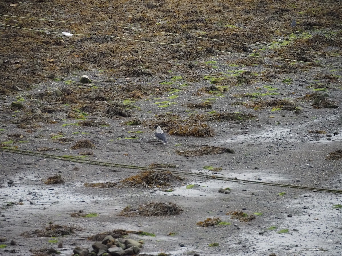 Hooded Crow - Mark Tilton