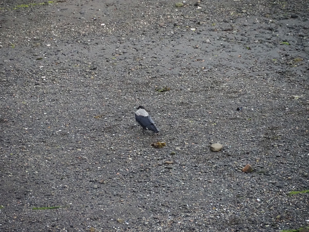 Hooded Crow - ML623451641