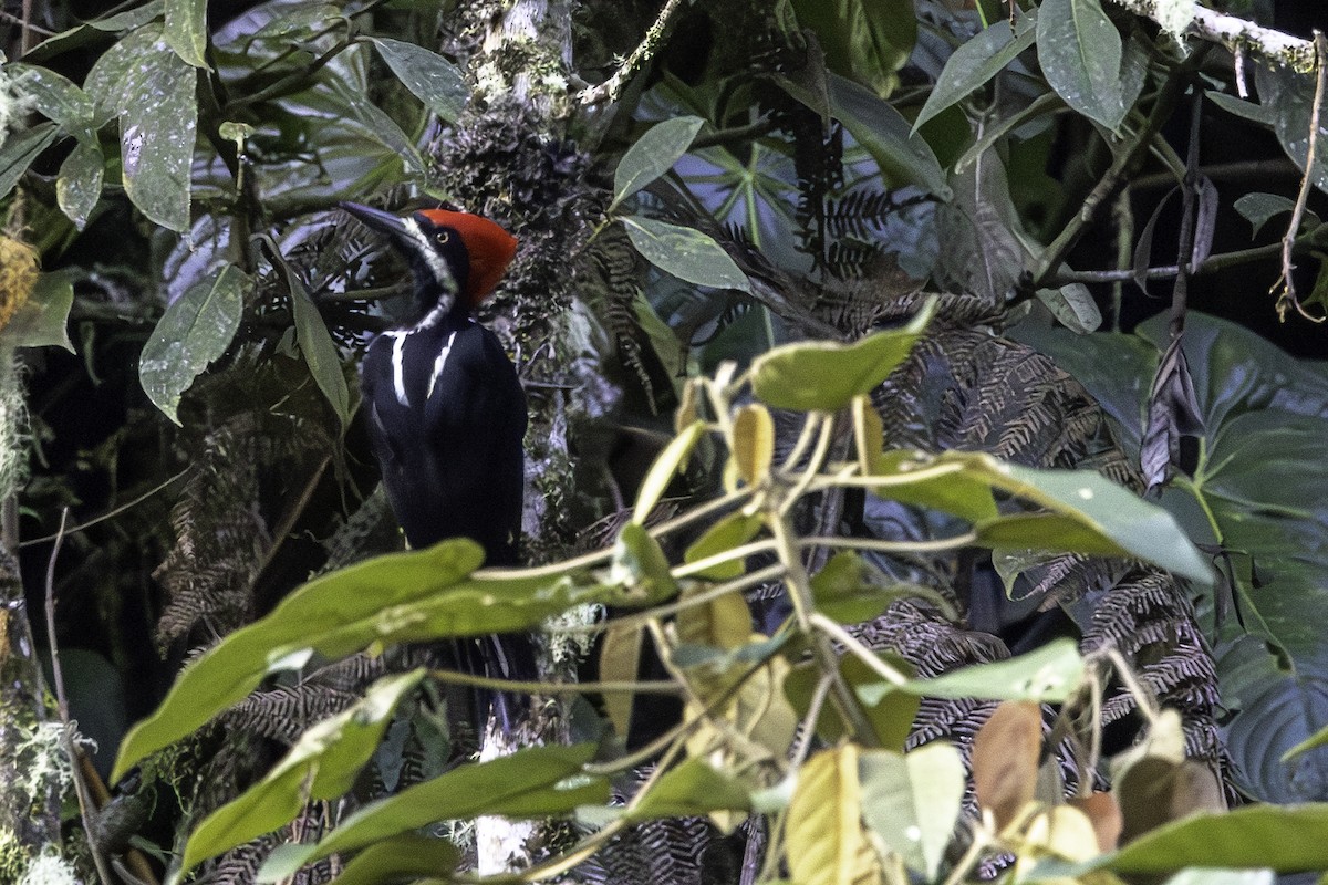 Powerful Woodpecker - Jeanne Verhulst