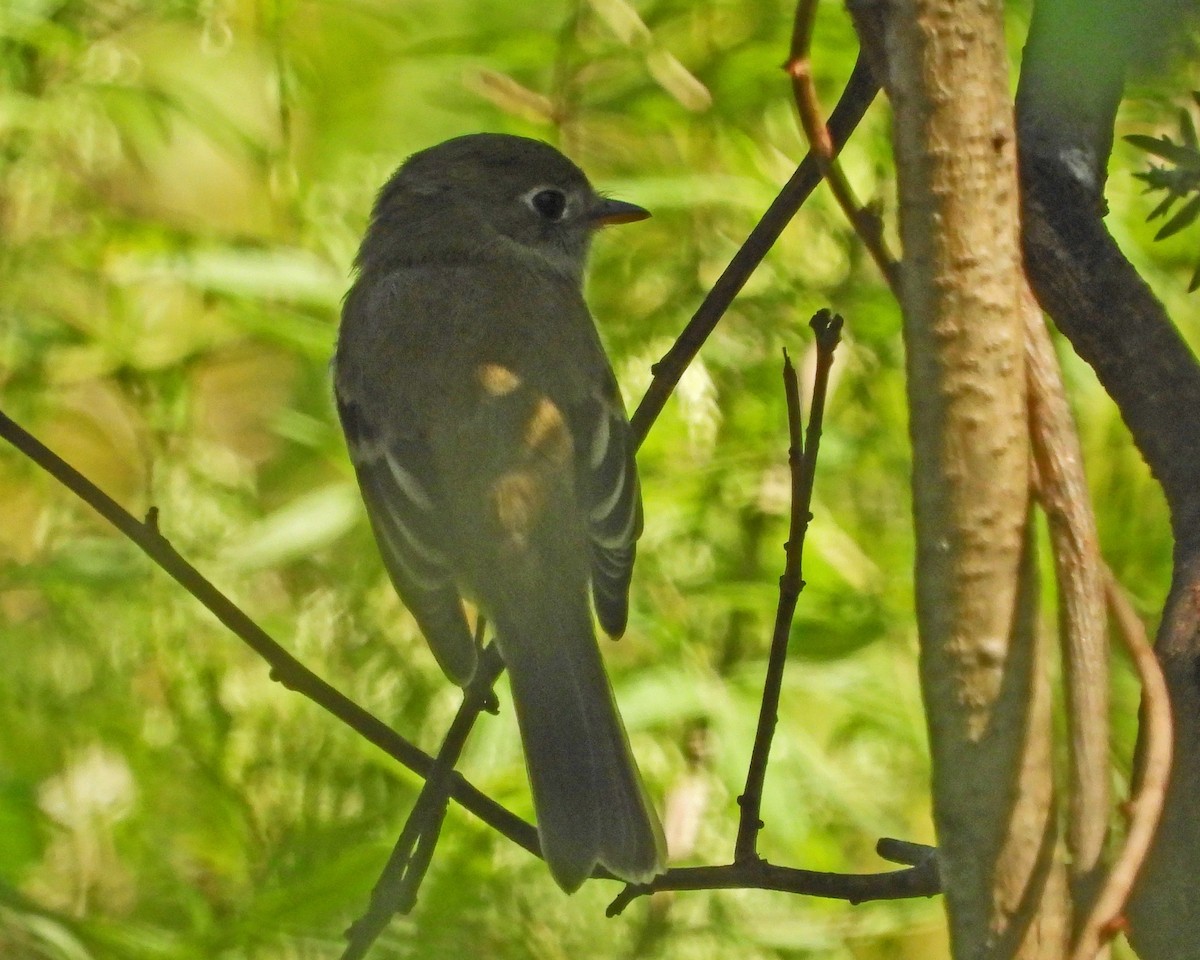 Least Flycatcher - Aubrey Merrill