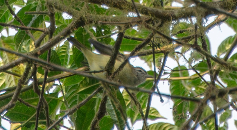 Brown-capped Vireo - ML623451748