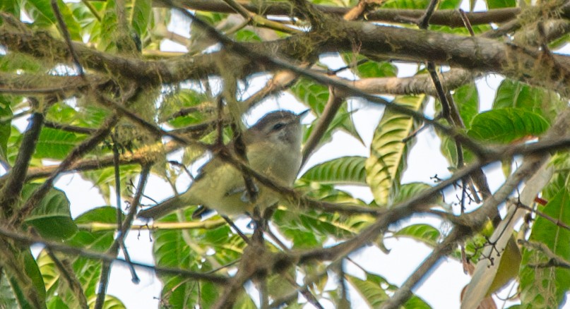 Brown-capped Vireo - ML623451749