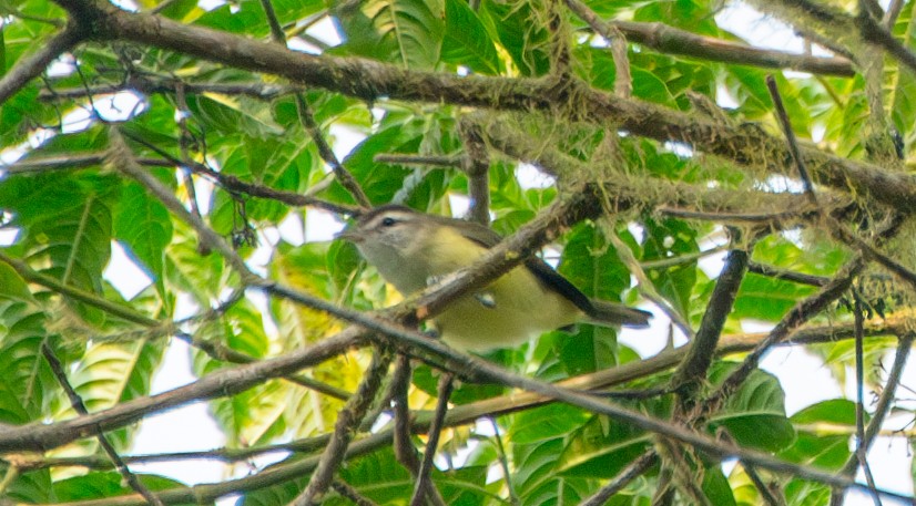 Brown-capped Vireo - ML623451750