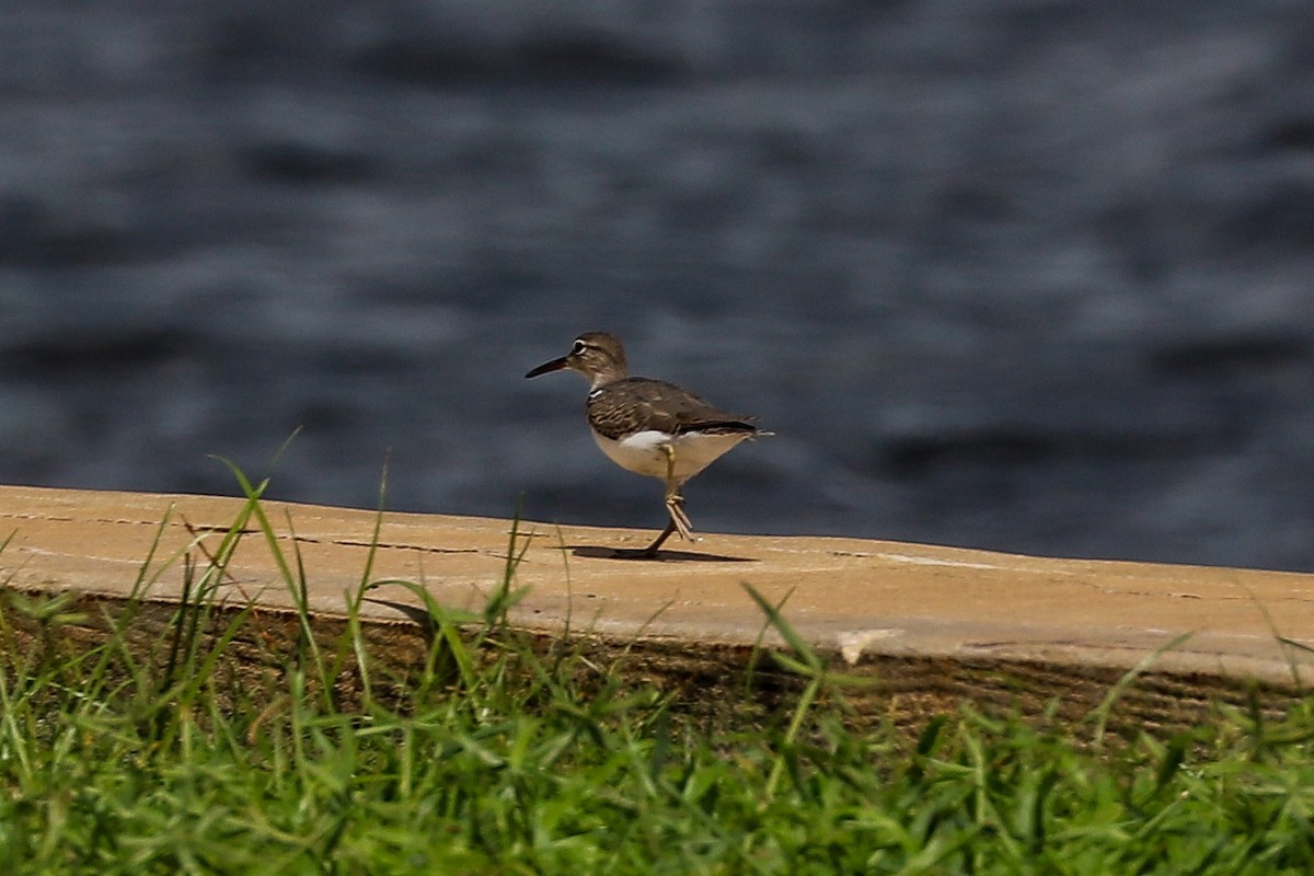 Spotted Sandpiper - ML623451756