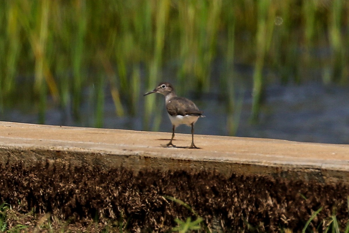 Spotted Sandpiper - ML623451758