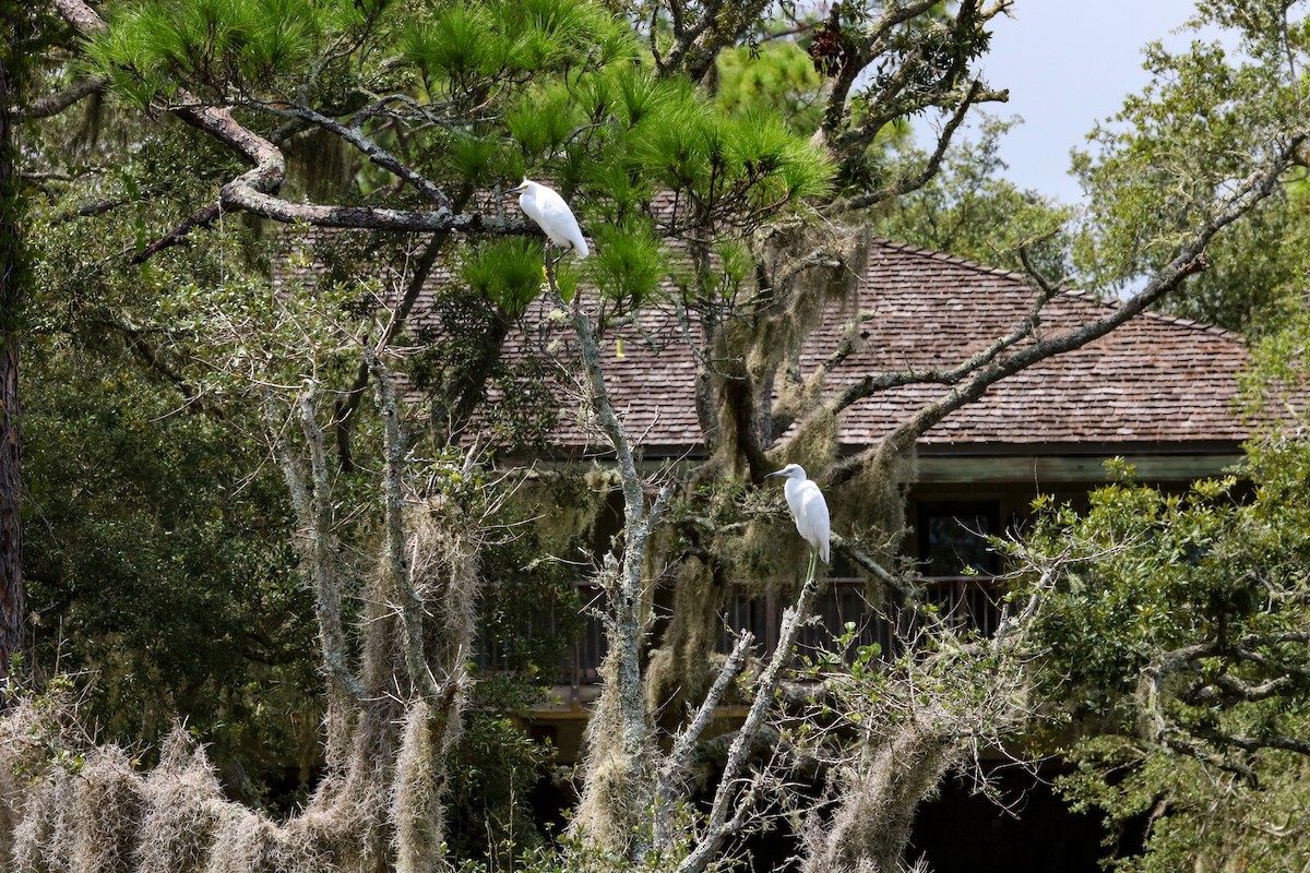 Little Blue Heron - ML623451770