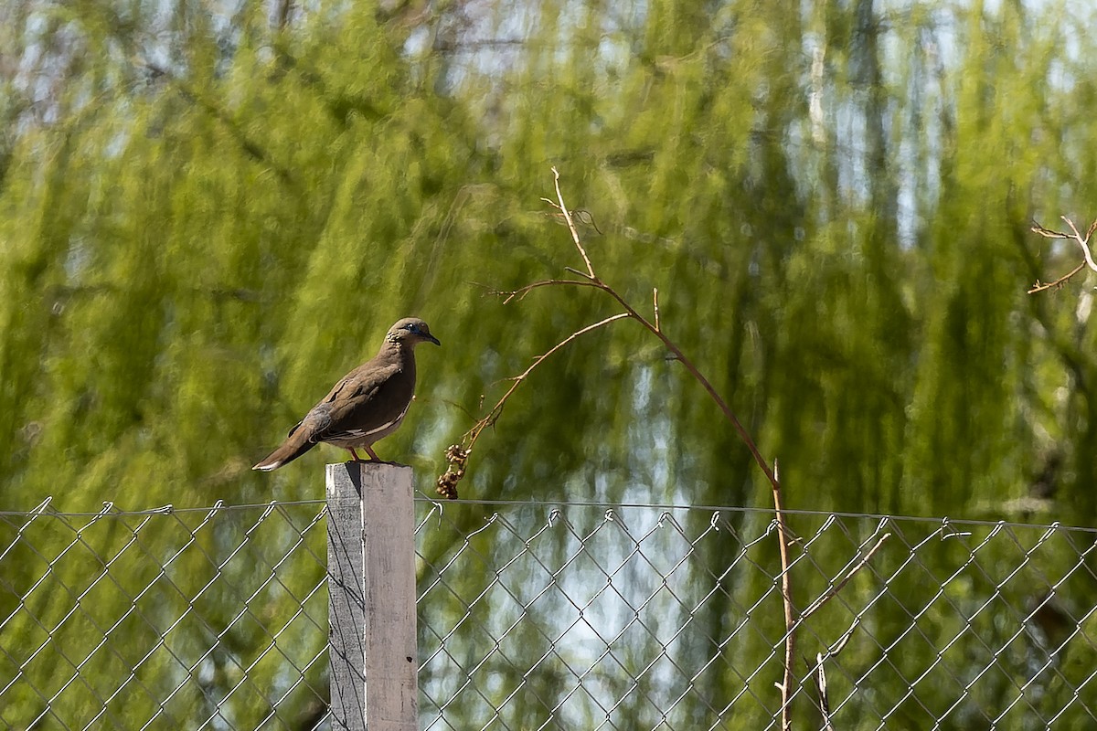 West Peruvian Dove - ML623451773
