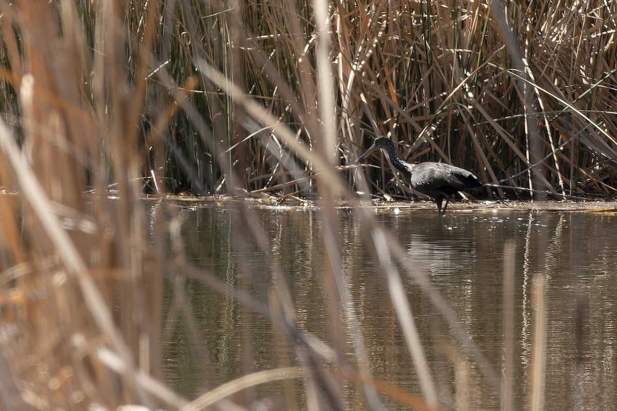 Limpkin - ML623451786