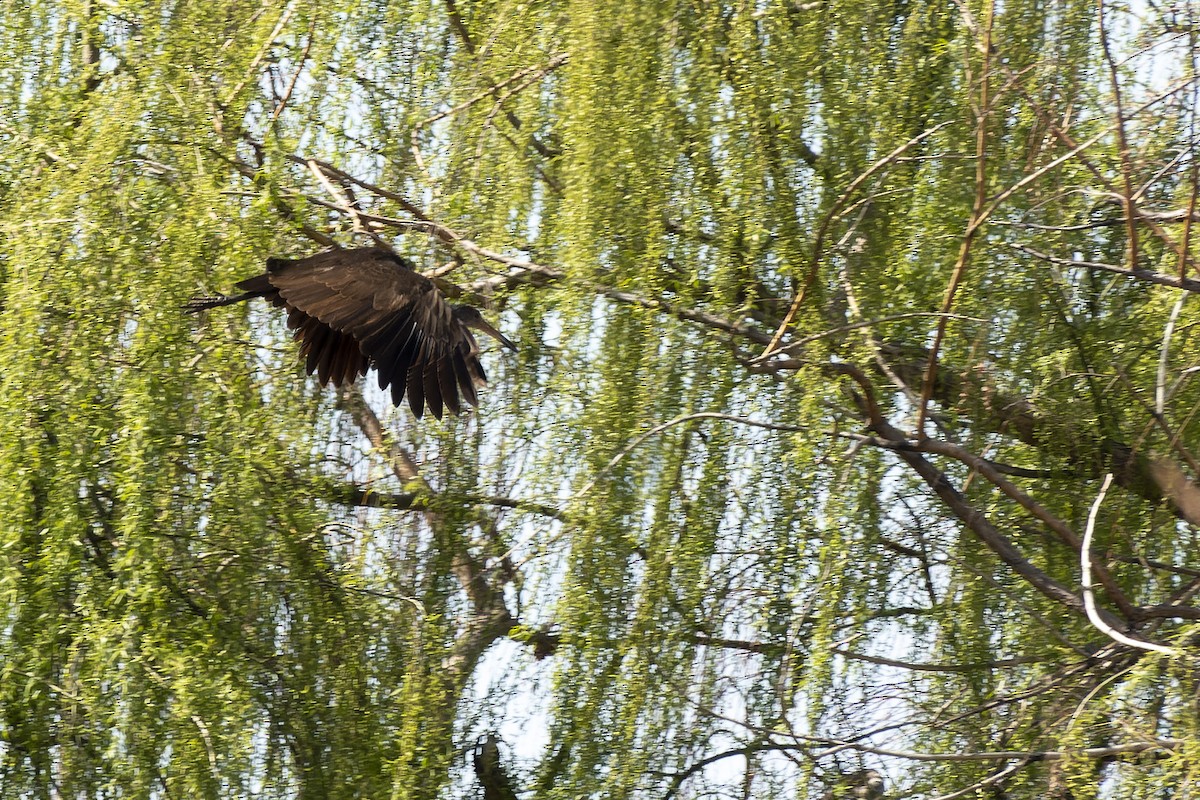 Limpkin - ML623451787