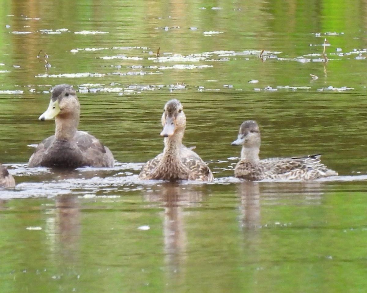 Green-winged Teal - Cheryl Ring