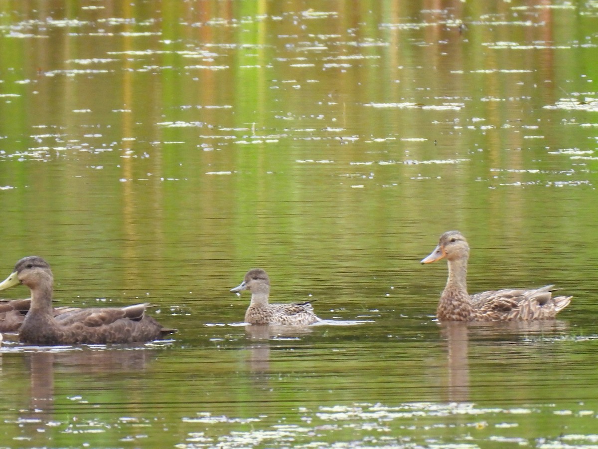 Green-winged Teal - ML623451796