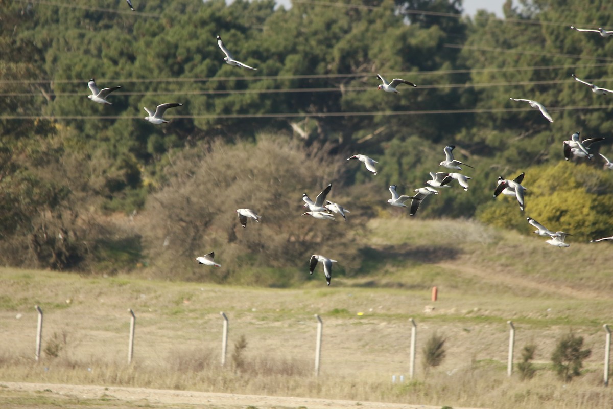 Gray-hooded Gull - Celina Emilia Iratchet