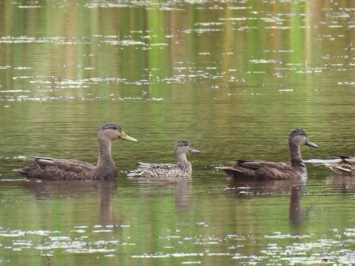 Green-winged Teal - ML623451801