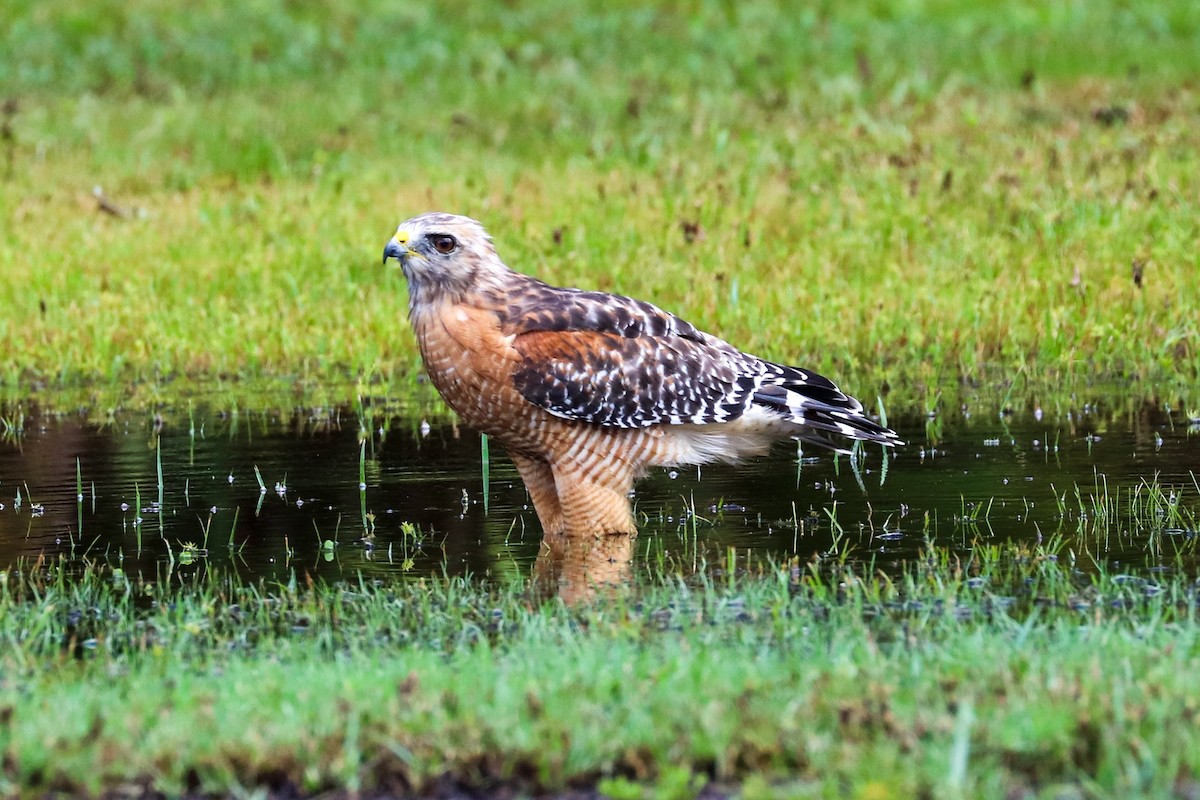 Red-shouldered Hawk - ML623451808