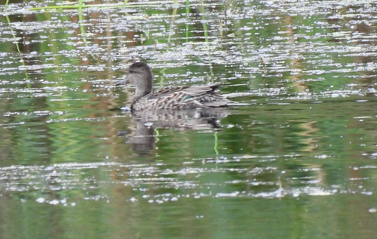 Green-winged Teal - ML623451813