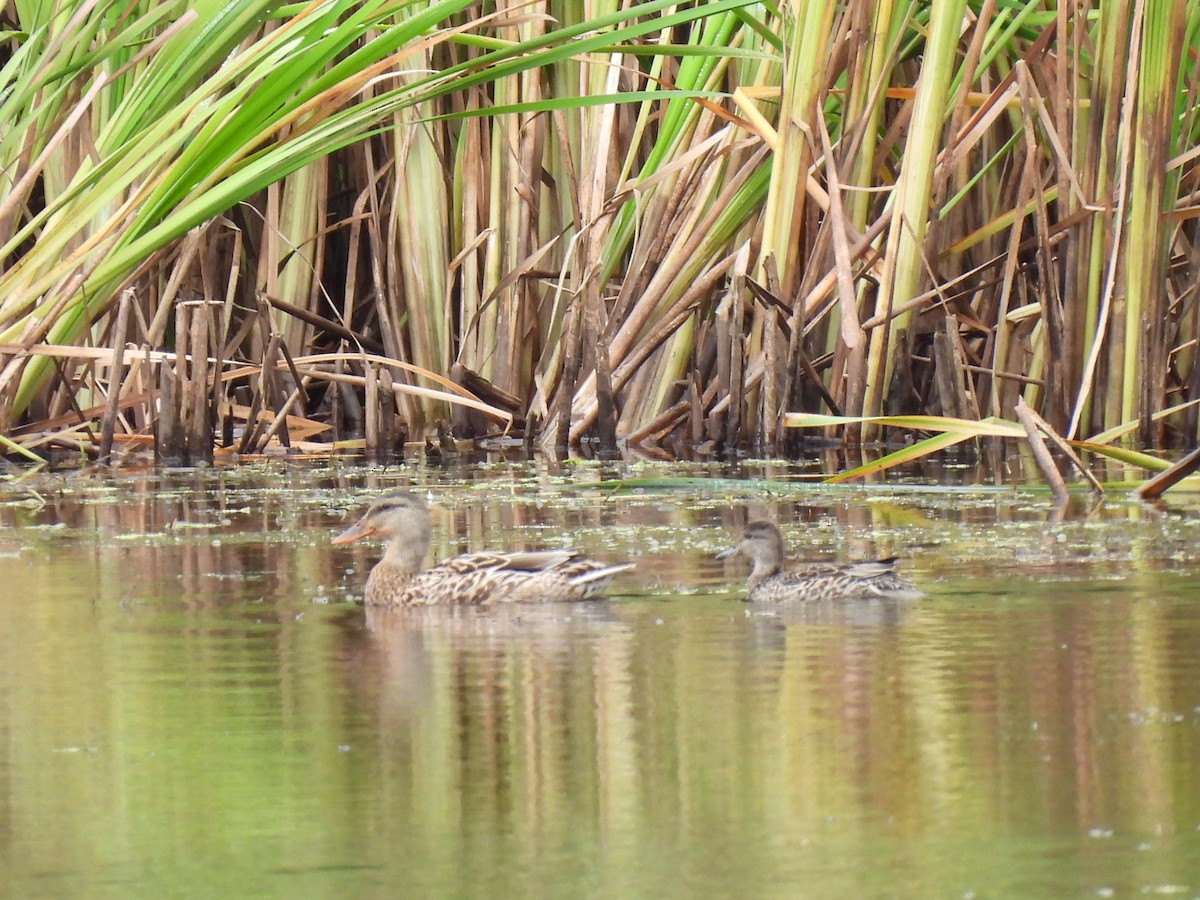 Green-winged Teal - ML623451814