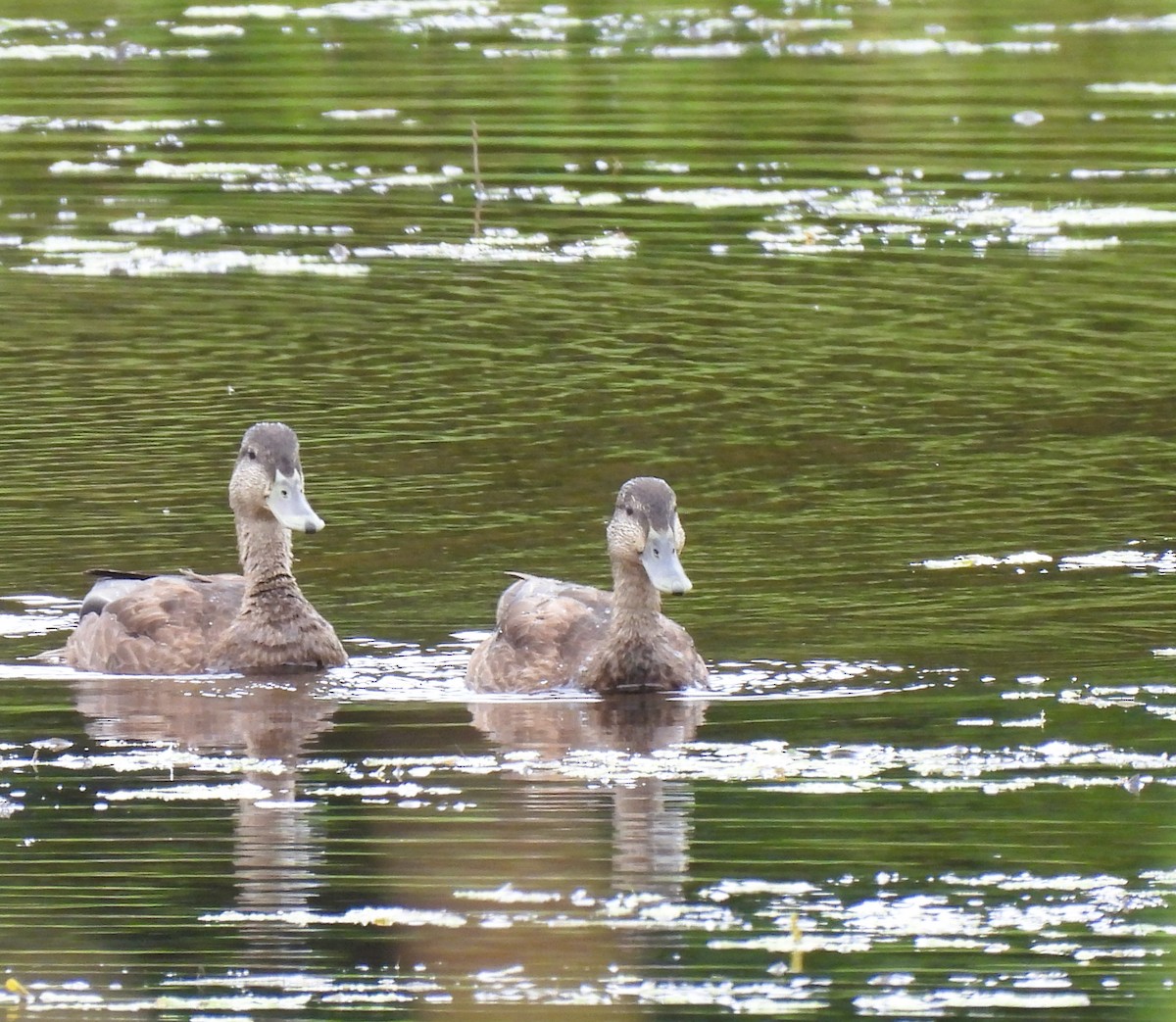 American Black Duck - ML623451821