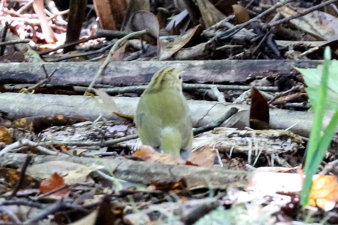 Paruline couronnée - ML623451836