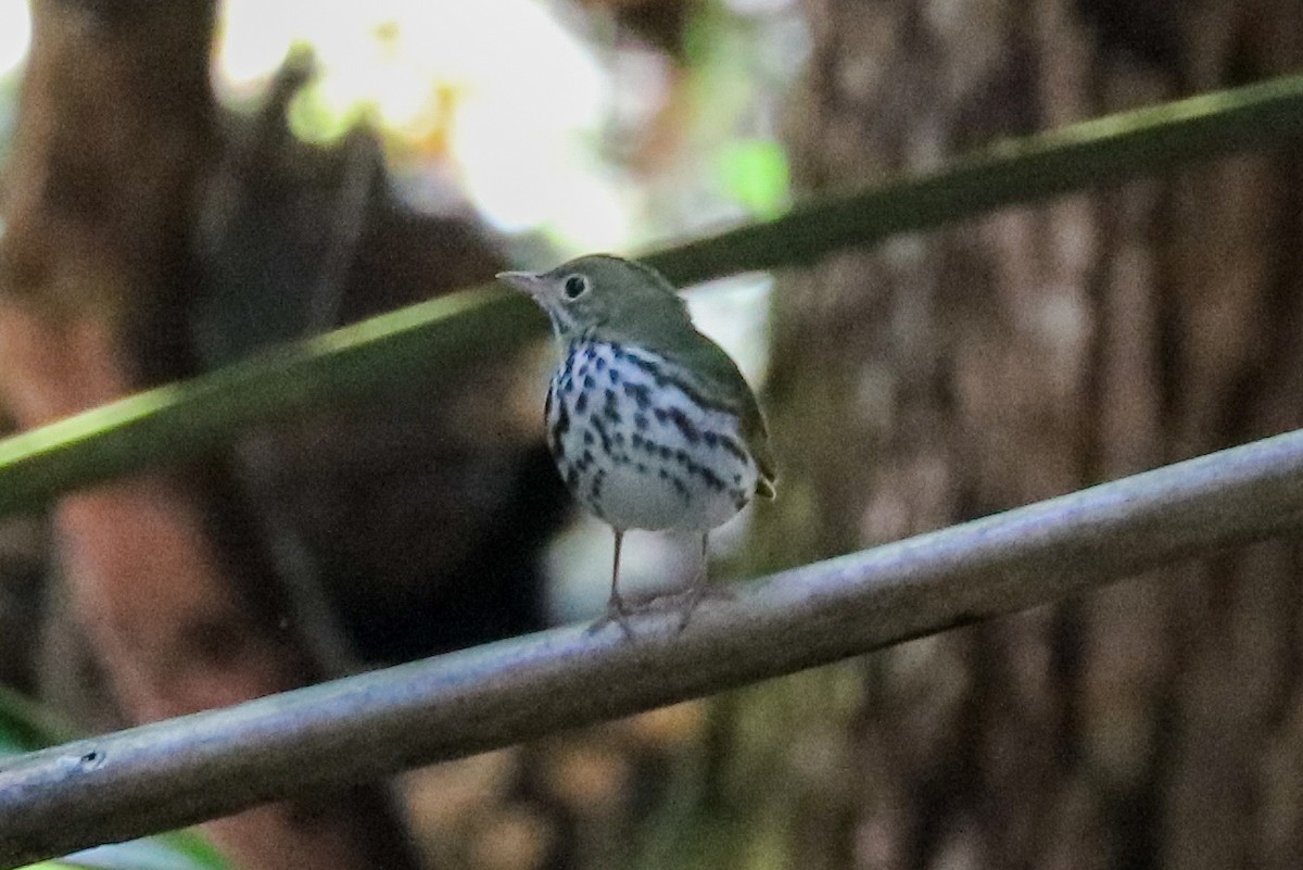 Ovenbird - ML623451837