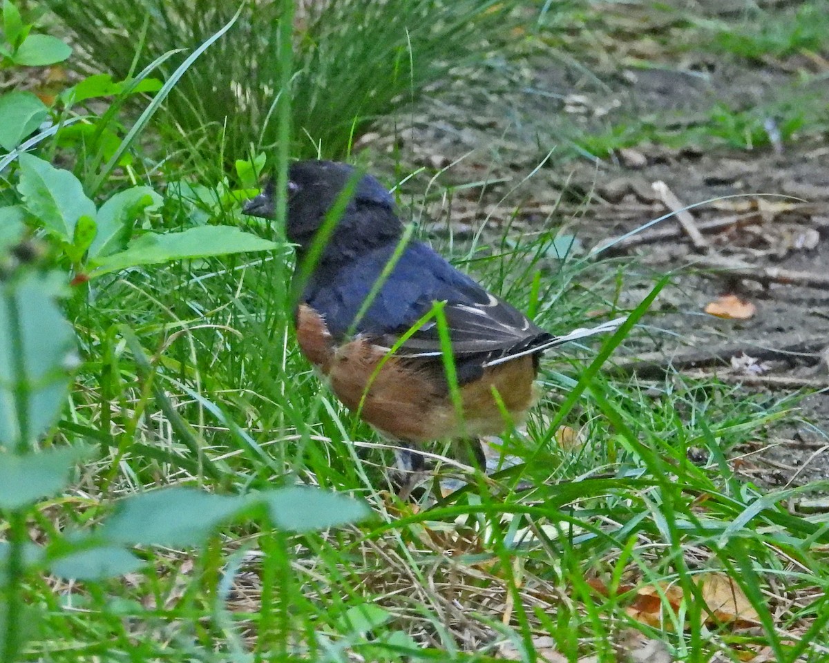 Eastern Towhee - ML623451857