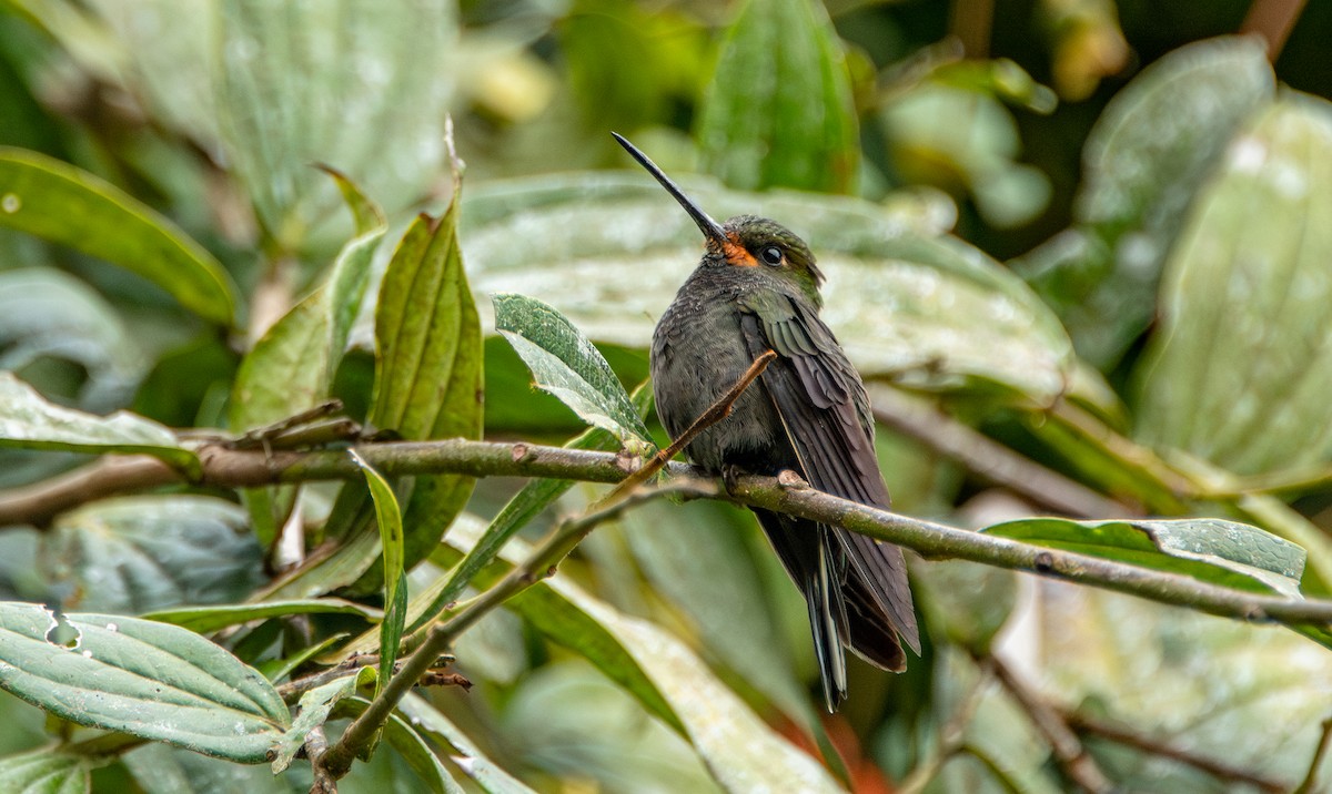 Rufous-gaped Hillstar - ML623451866