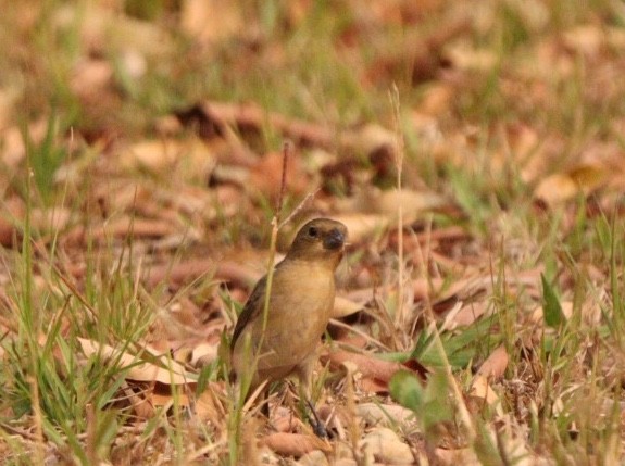 White-bellied Seedeater - ML623451886