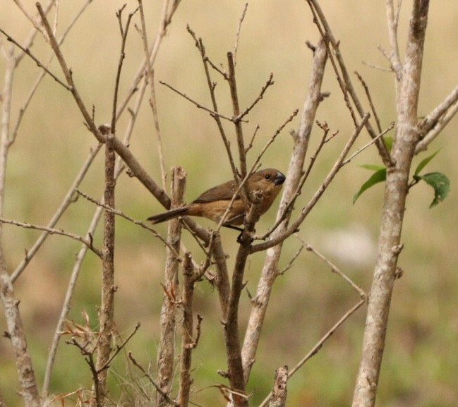 White-bellied Seedeater - ML623451887