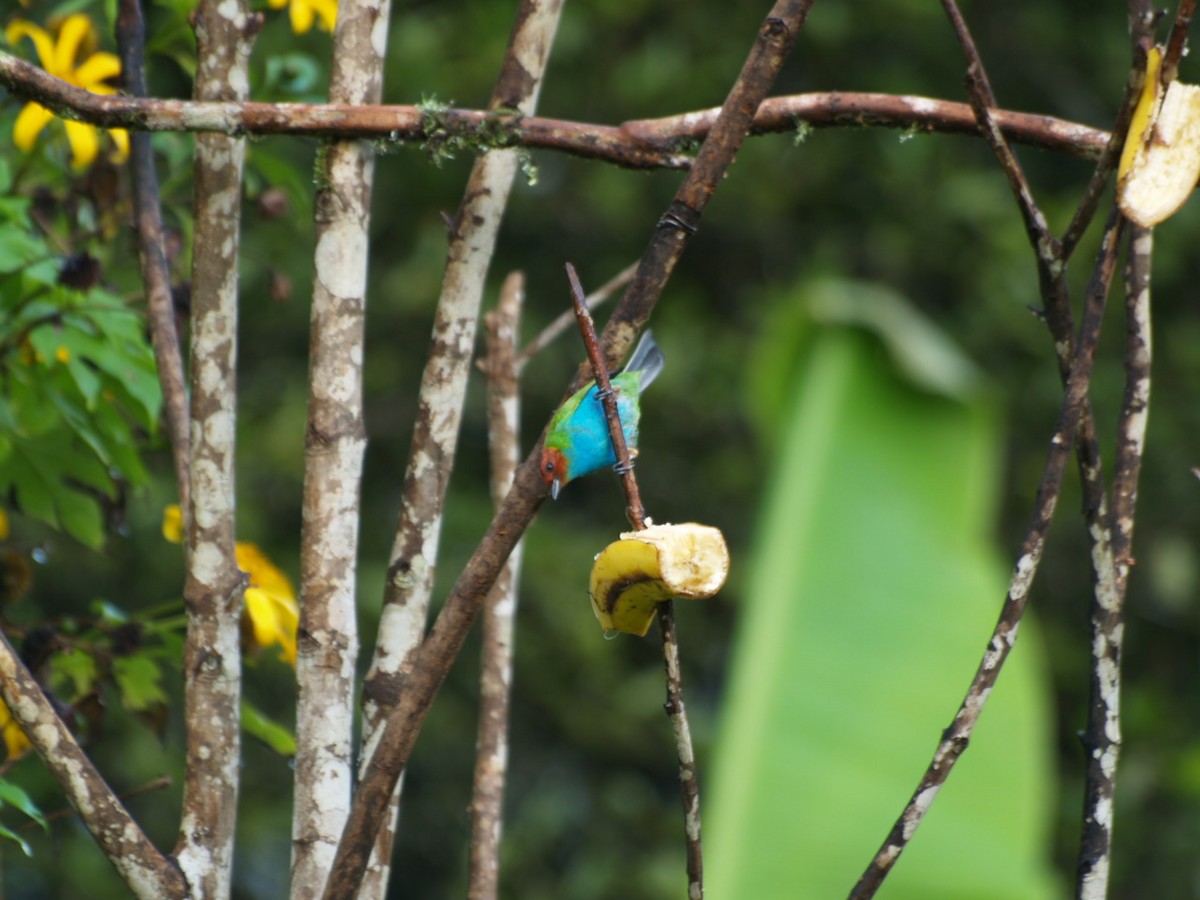 Bay-headed Tanager - ML623451906