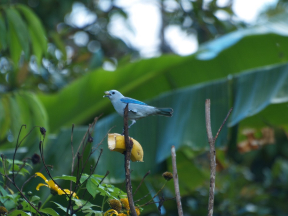 Blue-gray Tanager - ML623451928