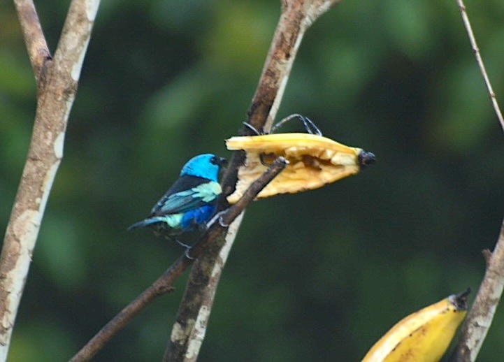 Blue-necked Tanager - ML623451936