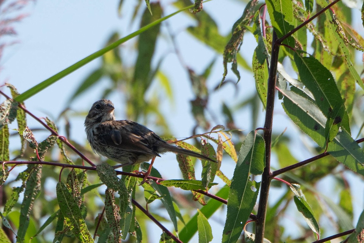 Song Sparrow - ML623452016