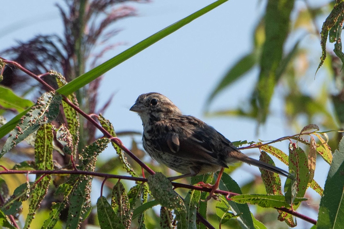 Song Sparrow - ML623452017