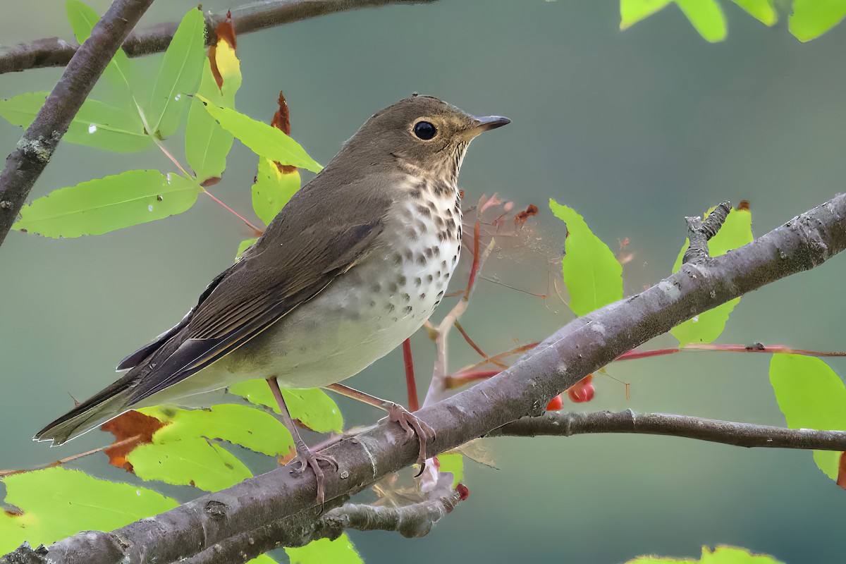 Swainson's Thrush - Anonymous