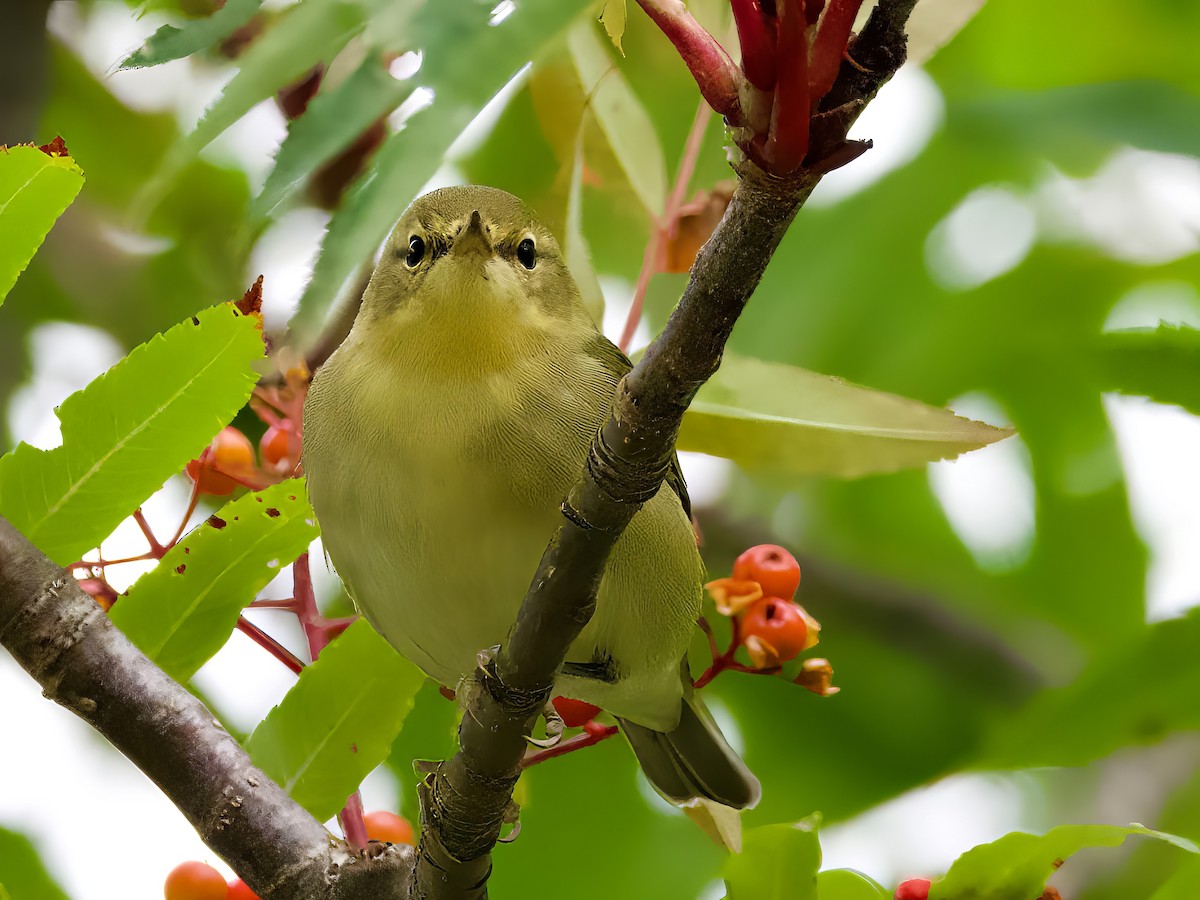 Tennessee Warbler - ML623452054