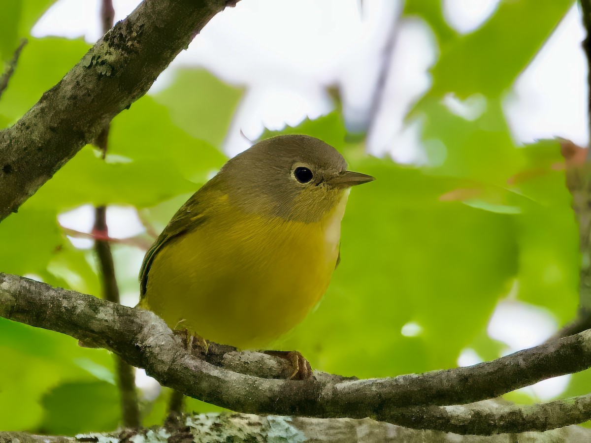 Nashville Warbler - ML623452078