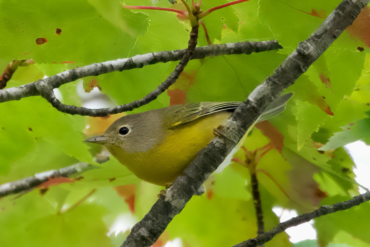 Nashville Warbler - ML623452079