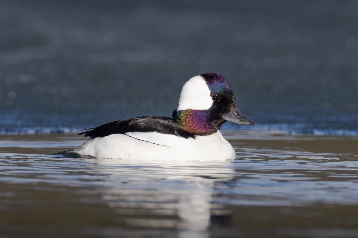 Bufflehead - ML623452088