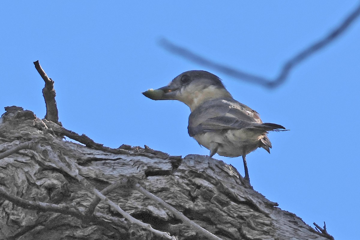 Rose-throated Becard - Richard Fray