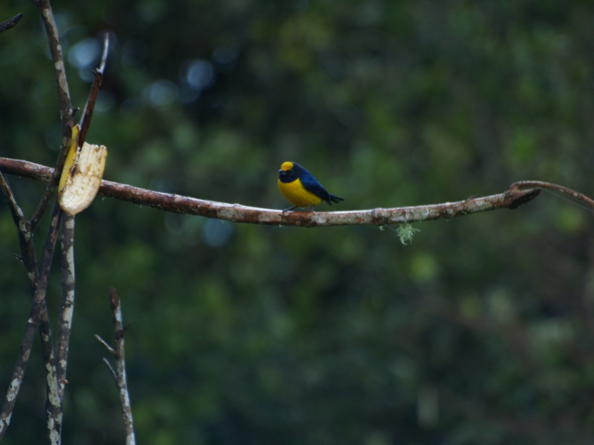 Orange-bellied Euphonia - ML623452107