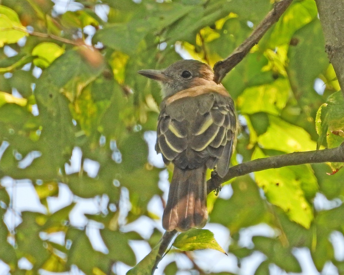 Great Crested Flycatcher - ML623452119