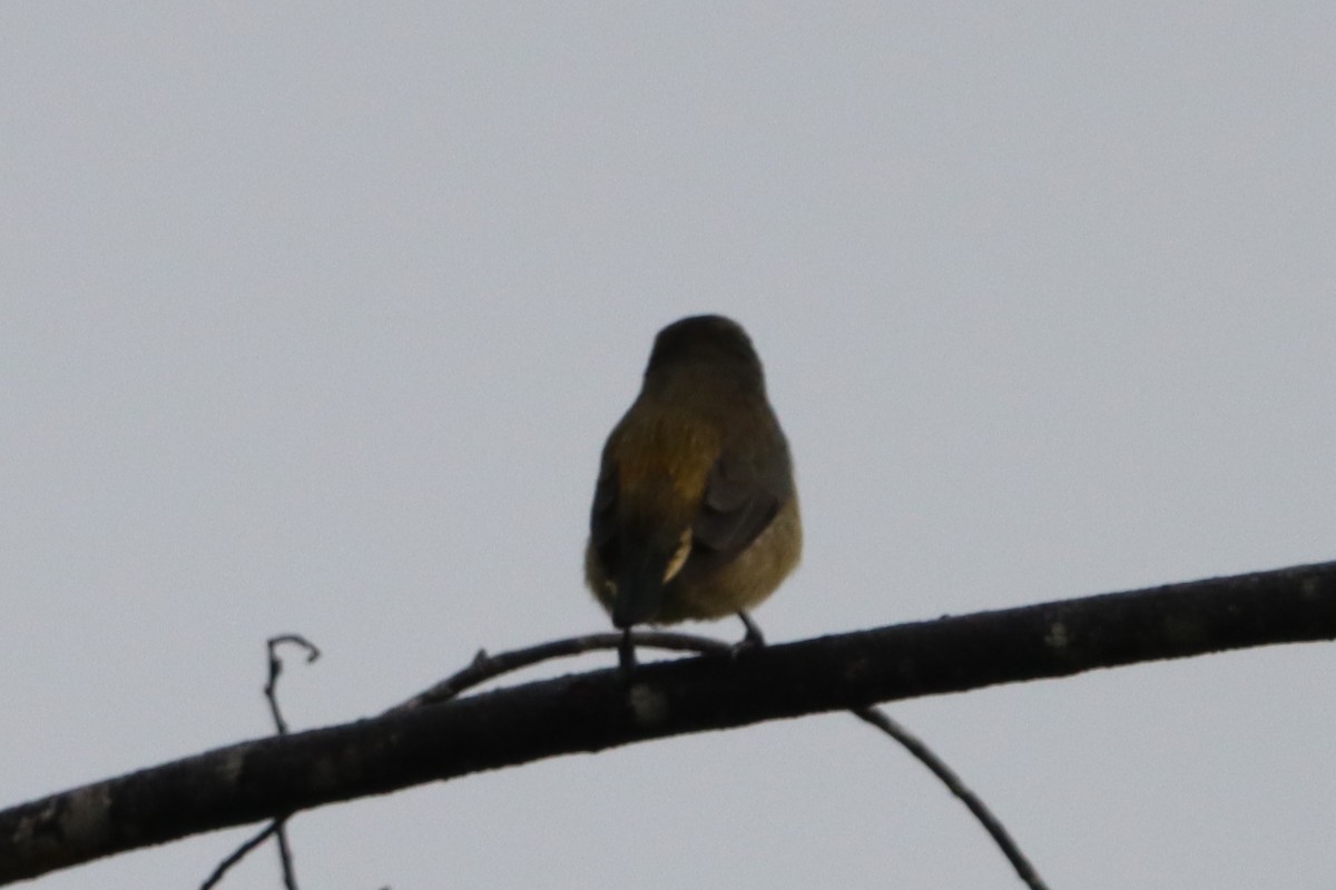 Pygmy Flowerpecker - ML623452125