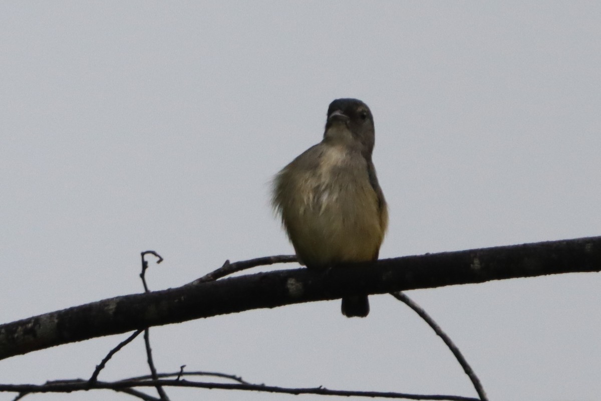 Pygmy Flowerpecker - ML623452126