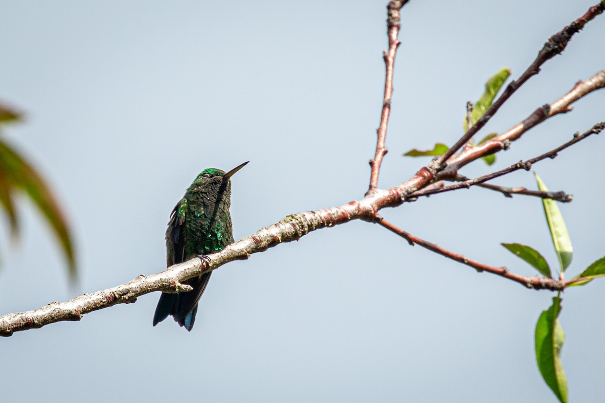 Copper-rumped Hummingbird - ML623452127