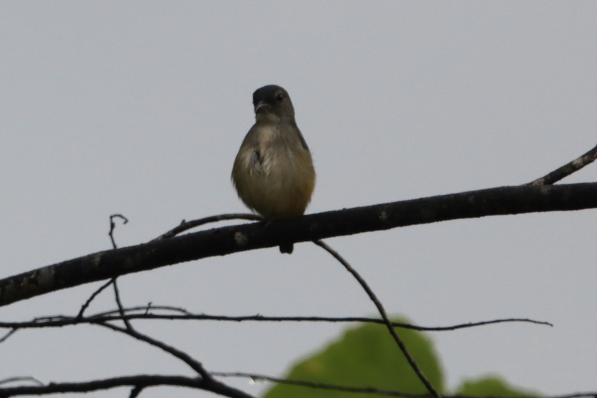 Pygmy Flowerpecker - ML623452128