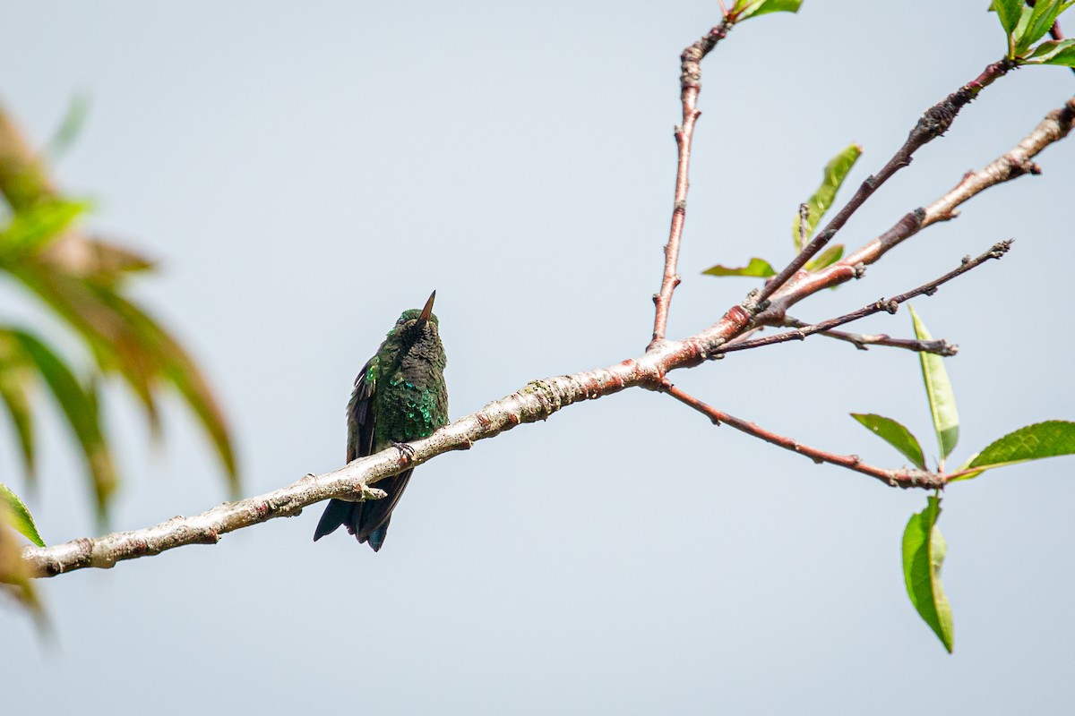 Copper-rumped Hummingbird - ML623452129