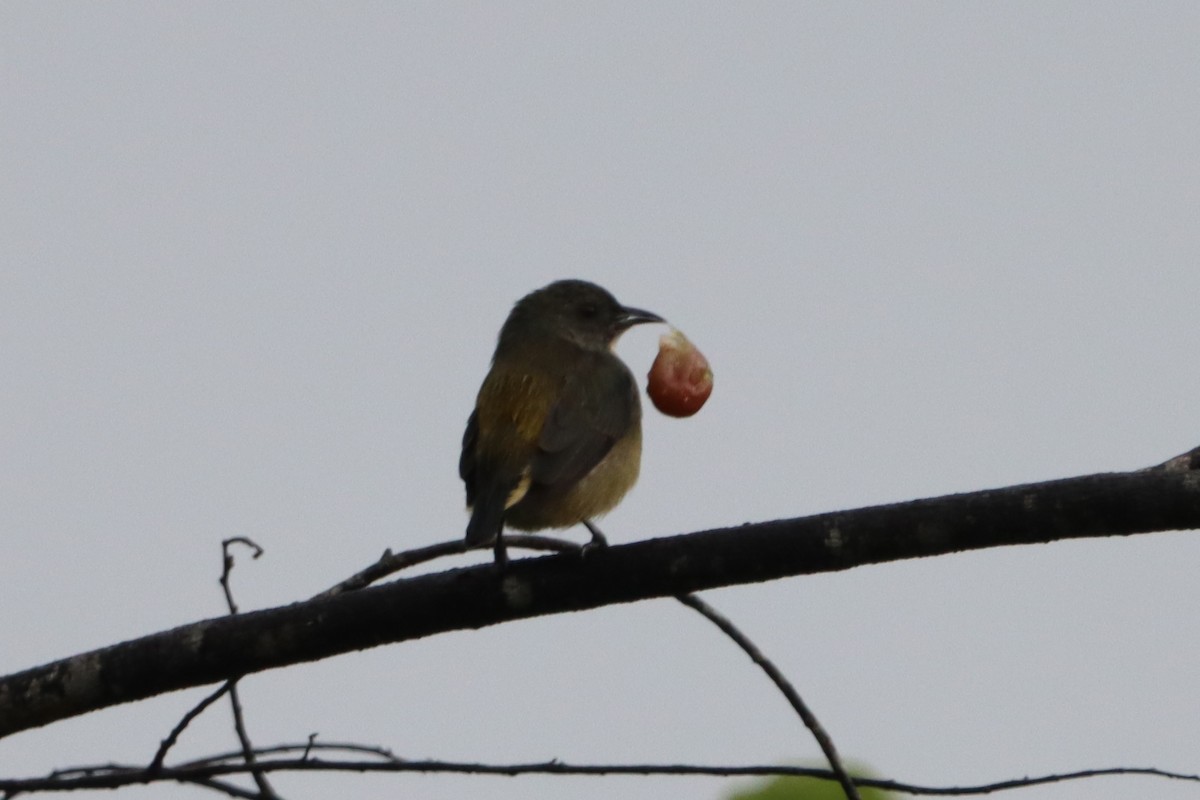 Pygmy Flowerpecker - ML623452130