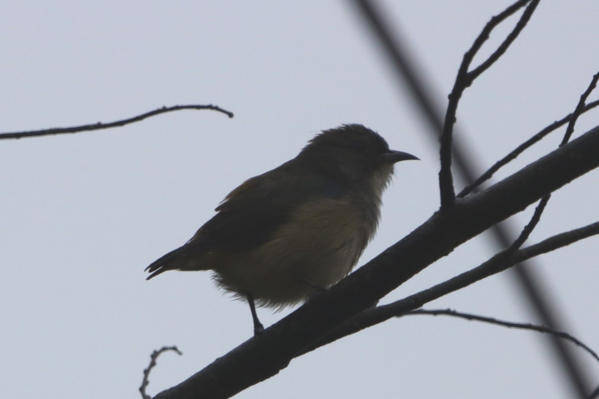 Pygmy Flowerpecker - ML623452131