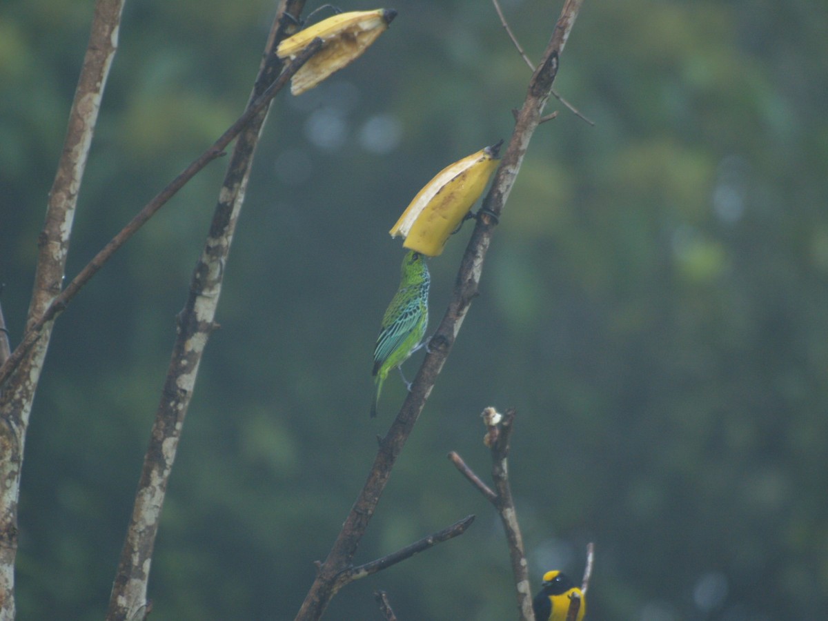 Speckled Tanager - ML623452148