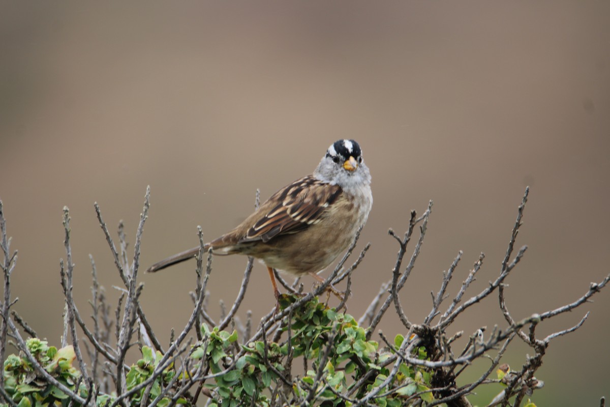 White-crowned Sparrow (Yellow-billed) - Ryan Giordanelli