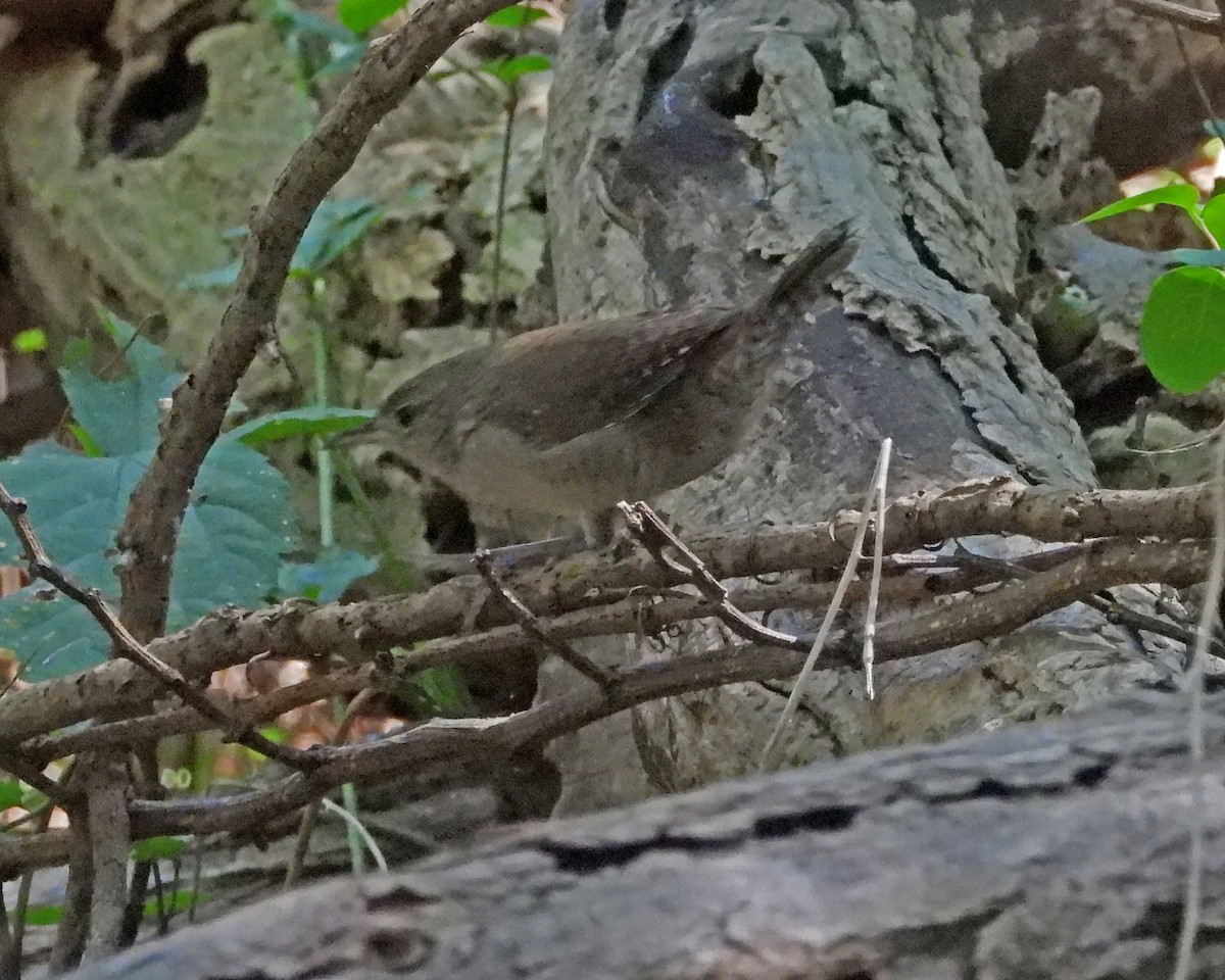 House Wren - ML623452192